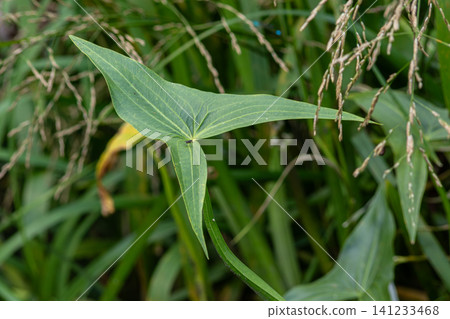 Common arrowhead Sagittaria sagittifolia displaying distinct foliage in a sundrenched wetland habitat during summer 141233468