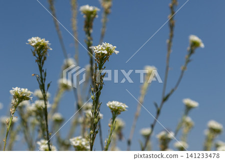 Hoary false alyssum blooming under a clear blue sky in a sunny field showcasing delicate white flowers Hoary false alyssum blooming under a clear blue sky in a sunny field showcasing delicate white flowers 141233478