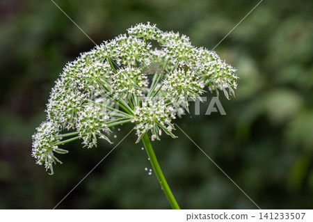 Carum carvi flower cluster displaying intricate white blossoms in a lush green environment during a sunny day 141233507