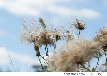 Cirsium arvense blooming with seeds against a blue sky in a natural field environment during mid-summer showcasing intricate floral details and soft textures Cirsium arvense blooming with seeds against a blue sky in a natural field environment during mid-summer showcasing intricate floral details and soft textures 141233515