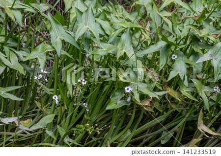 Common arrowhead Sagittaria sagittifolia thriving in shallow waters with delicate white flowers during summer in a natural wetland habitat Common arrowhead Sagittaria sagittifolia thriving in shallow waters with delicate white flowers during summer in a natural wetland habitat 141233519