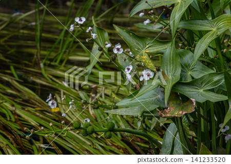 Blossoming Sagittaria sagittifolia in a tranquil aquatic habitat during midsummer Blossoming Sagittaria sagittifolia in a tranquil aquatic habitat during midsummer 141233520
