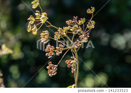 Foeniculum vulgare displays yellow flowers and fragrant seeds capturing the essence of its aromatic presence in a sunny garden setting Foeniculum vulgare displays yellow flowers and fragrant seeds capturing the essence of its aromatic presence in a sunny garden setting 141233523