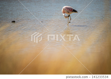 Wild flamingo bird feeding in shallow lake, serene nature wildlife scene Wild flamingo bird feeding in shallow lake, serene nature wildlife scene 141233534