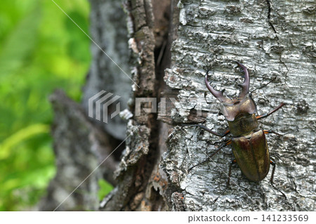 Lucanus maculifemoratus: An insect of Hokkaido Lucanus maculifemoratus: An insect of Hokkaido 141233569