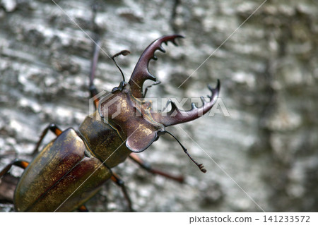 Lucanus maculifemoratus:北海道的昆蟲 Lucanus maculifemoratus:北海道的昆蟲 141233572