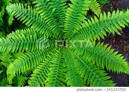 [Plant material] A fern with its leaves spread out [Nagano Prefecture] 141233702