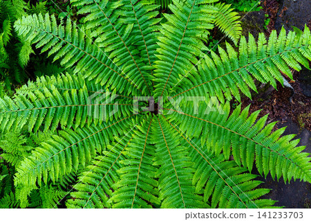 [Plant material] A fern with its leaves spread out [Nagano Prefecture] 141233703