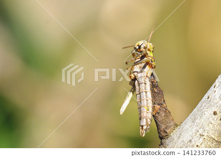 Haze of Mozart (grasshopper) 141233760