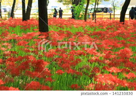 (Hidaka City, Saitama Prefecture) Spider lilies at Kinchakuda Manjushage Park (Hidaka City, Saitama Prefecture) Spider lilies at Kinchakuda Manjushage Park 141233830