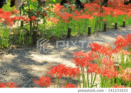 (Hidaka City, Saitama Prefecture) Spider lilies at Kinchakuda Manjushage Park 141233833