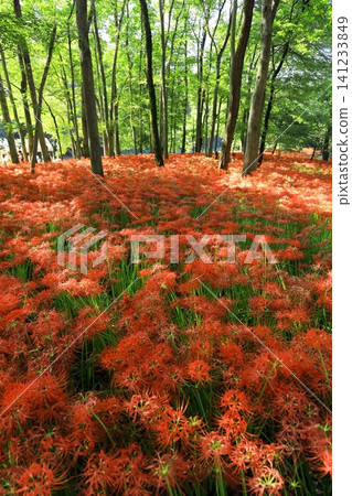 (Hidaka City, Saitama Prefecture) Spider lilies at Kinchakuda Manjushage Park (Hidaka City, Saitama Prefecture) Spider lilies at Kinchakuda Manjushage Park 141233849