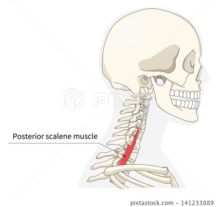 Anatomical diagram of the neck muscles in a lateral view 141233889