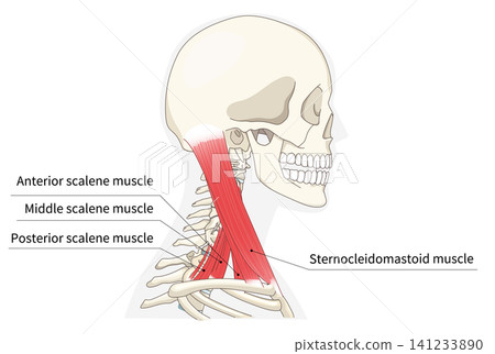 Anatomical diagram of the neck muscles in a lateral view Anatomical diagram of the neck muscles in a lateral view 141233890