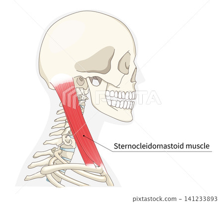 Anatomical diagram of the neck muscles in a lateral view Anatomical diagram of the neck muscles in a lateral view 141233893