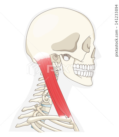 Anatomical diagram of the neck muscles in a lateral view Anatomical diagram of the neck muscles in a lateral view 141233894