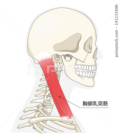 Anatomical diagram of the neck muscles in a lateral view Anatomical diagram of the neck muscles in a lateral view 141233896