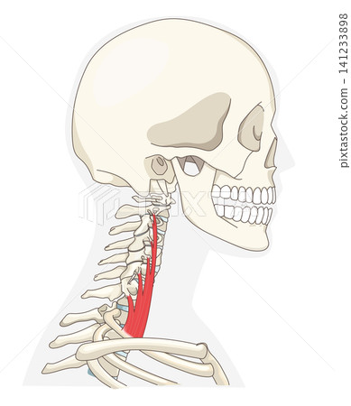 Anatomical diagram of the neck muscles in a lateral view Anatomical diagram of the neck muscles in a lateral view 141233898