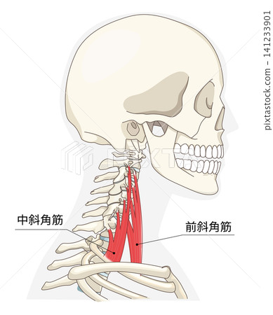 Anatomical diagram of the neck muscles in a lateral view Anatomical diagram of the neck muscles in a lateral view 141233901