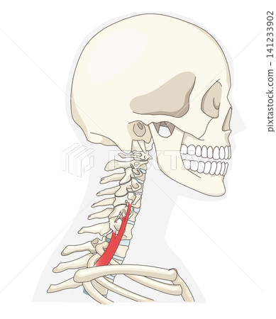 Anatomical diagram of the neck muscles in a lateral view Anatomical diagram of the neck muscles in a lateral view 141233902