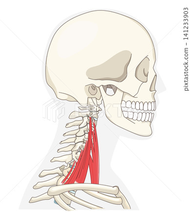 Anatomical diagram of the neck muscles in a lateral view Anatomical diagram of the neck muscles in a lateral view 141233903