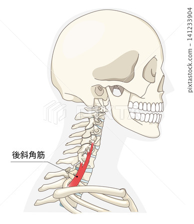 Anatomical diagram of the neck muscles in a lateral view Anatomical diagram of the neck muscles in a lateral view 141233904