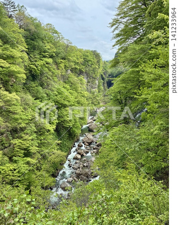 Fresh green Oyasukyo 141233964
