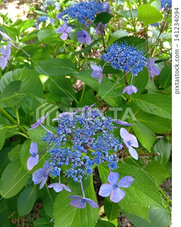 藍色繡球花,第二部 藍色繡球花,第二部 141234094