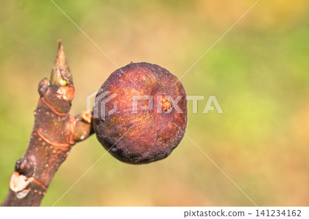 Figs at the beginning of winter Figs at the beginning of winter 141234162
