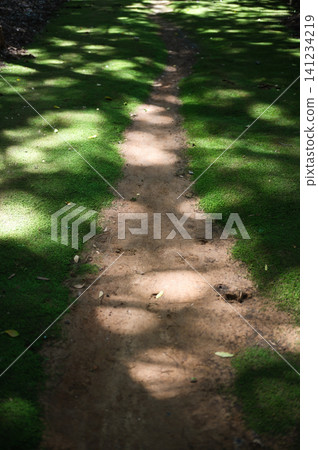 A beautiful moss-covered path with sunlight filtering through the trees. A beautiful moss-covered path with sunlight filtering through the trees. 141234219