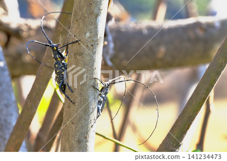 Two yellow-spotted longhorn beetles at the beginning of winter. Two yellow-spotted longhorn beetles at the beginning of winter. 141234473