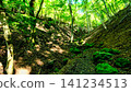 The forest of Mt. Yufu, bathed in sunlight filtering through the trees. 141234513