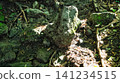 Rock with moss 141234515