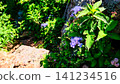 Hydrangeas blooming on the rocky slopes at the summit of Mt. Yufu 141234516