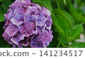 Hydrangea wet in the rain 141234517