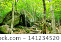 Rocky forest 141234520