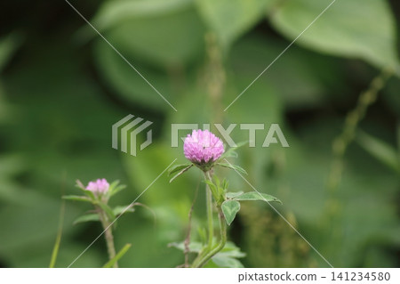 The pink flowers of red clover stand out against the green. 141234580