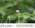 The lovely red clover flowers shine in early summer. 141234581