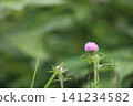 Simple nature photos of red clover 141234582