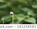 Close-up of red clover wildflower 141234583