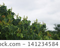 The simple flowers of the Chinese tallow tree bloom in early summer. 141234584