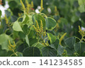 The simple leaves and young flowers of the Chinese tallow tree. 141234585