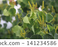 The simple yellowish-green flower spikes of the Chinese tallow tree. 141234586