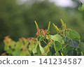 The Chinese tallow tree possesses simple beauty. 141234587