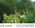 The beautiful, simple fresh green leaves of the Chinese tallow tree. 141234588