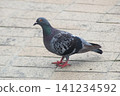 A lively rock dove walking on the park's pavement. 141234592
