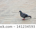 A beautiful profile of a rock dove with a gleaming neck. 141234593