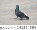 A wild rock dove standing in a city square. 141234594