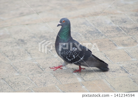 A wild rock dove standing in a city square. A wild rock dove standing in a city square. 141234594