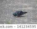The simple figure of a rock dove standing on a cobblestone street. 141234595